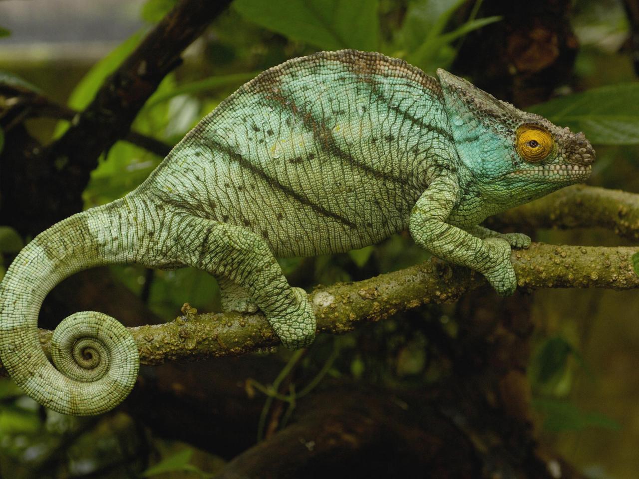 обои Parson s Chameleon, Ranomafana National Park, Madagascar фото