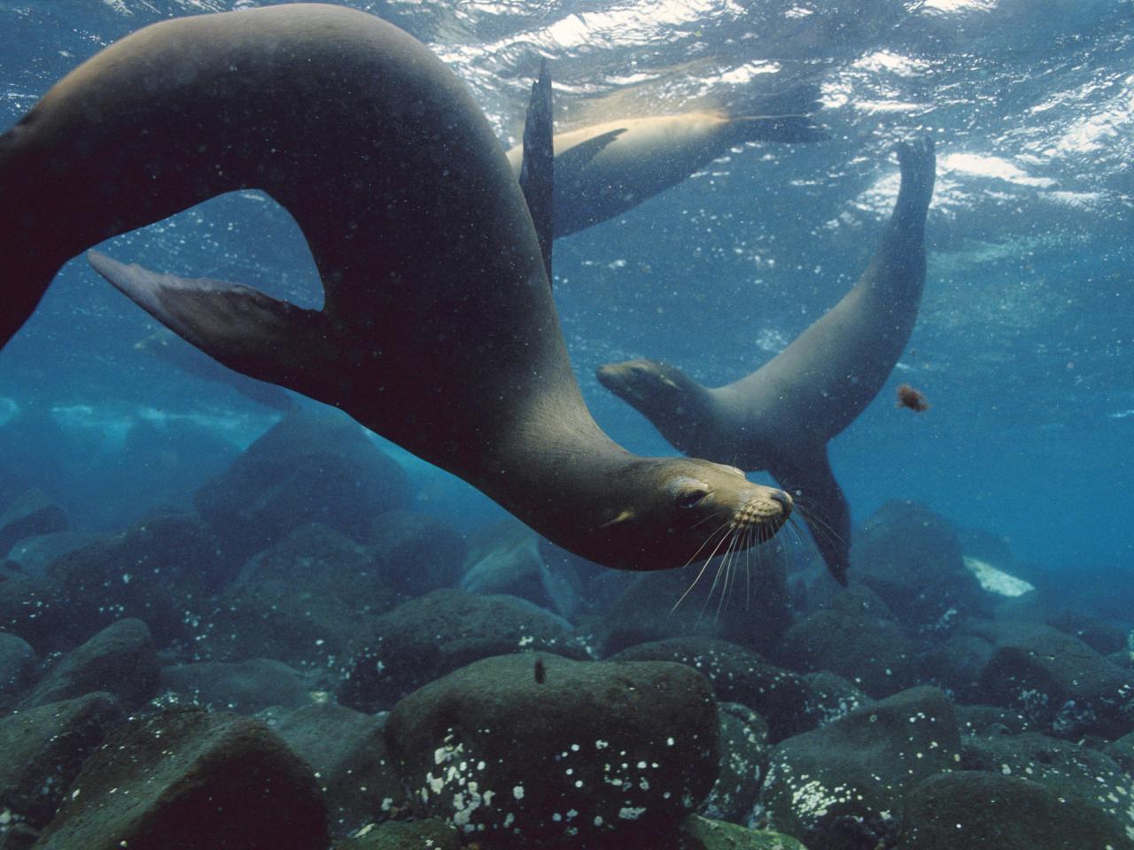 обои Galapagos Sea Lions, Galapagos Islands фото