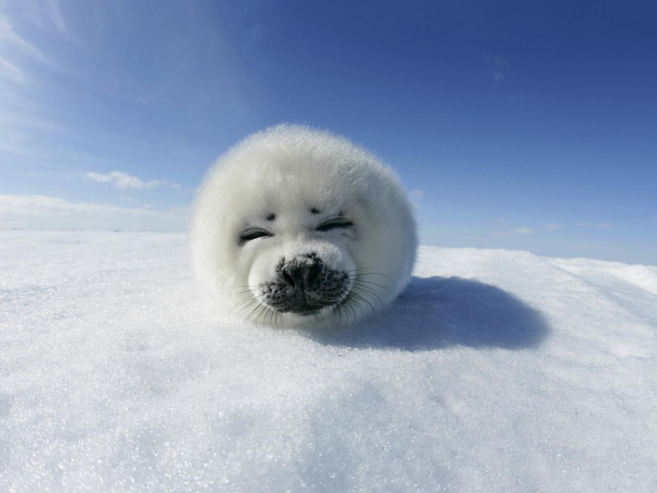 обои Harp Seal Pup, Greenland фото