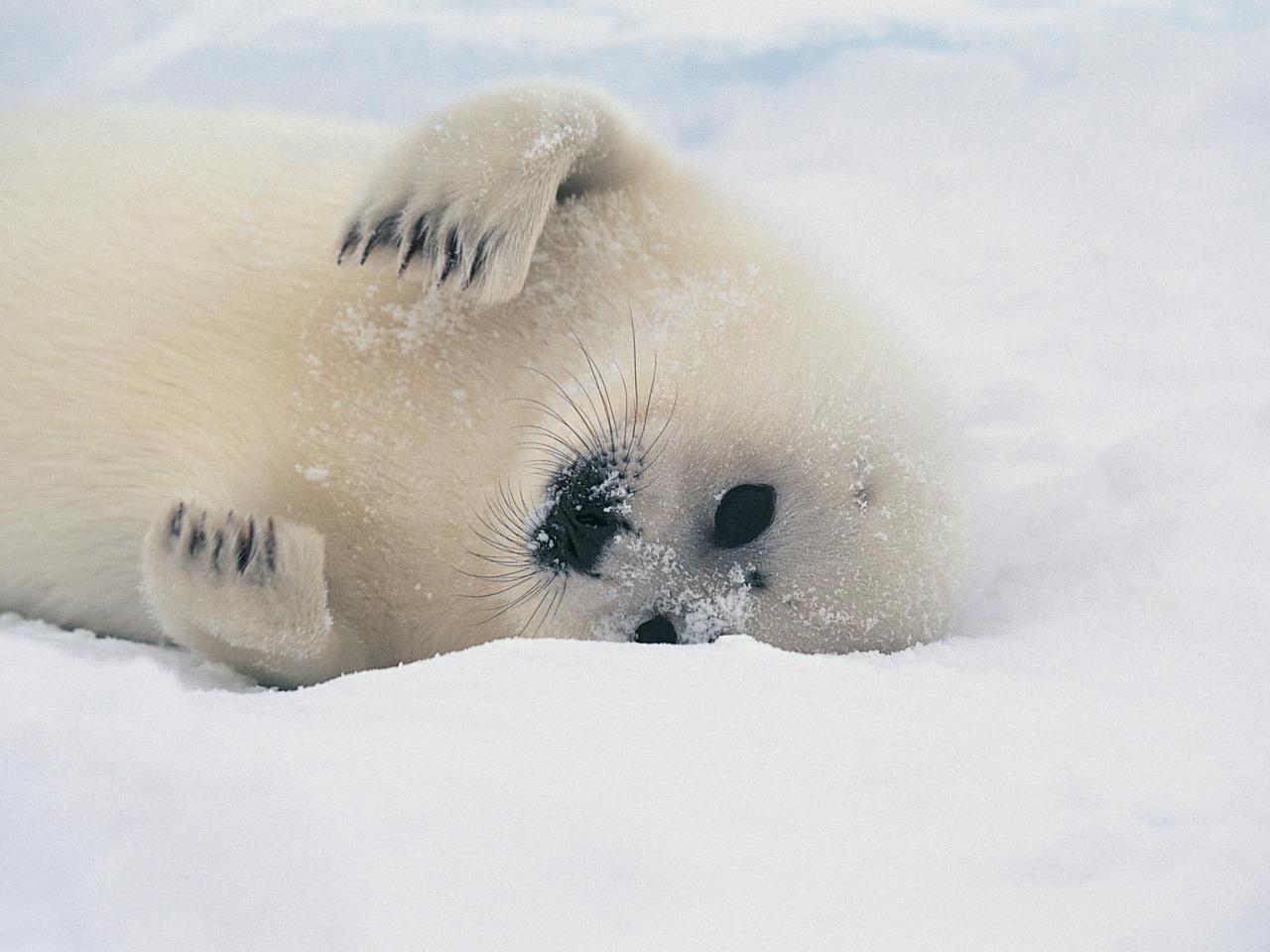 обои Harp Seal Pup фото