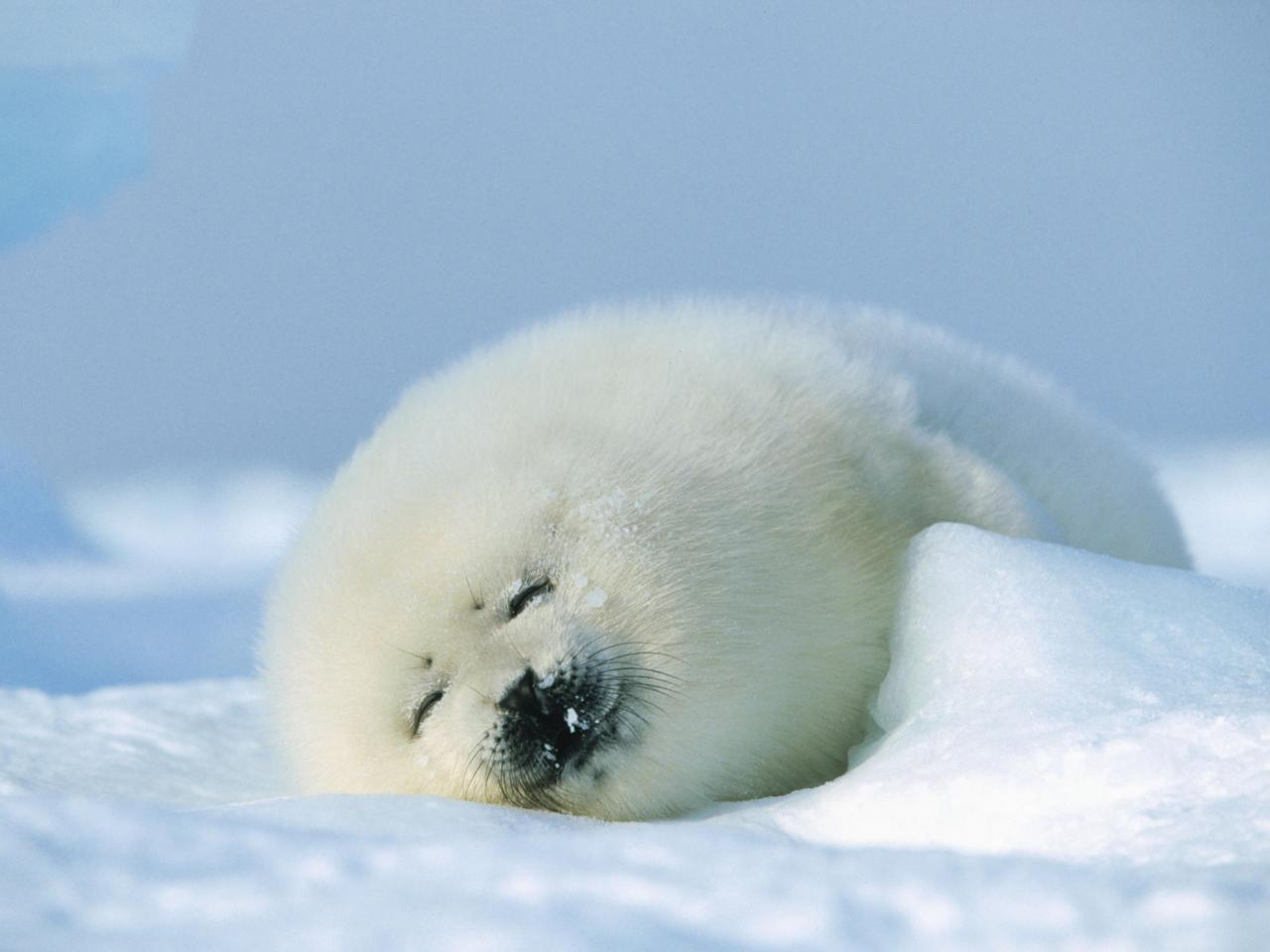 обои Harp Seal, Magdalen Islands, Canada фото