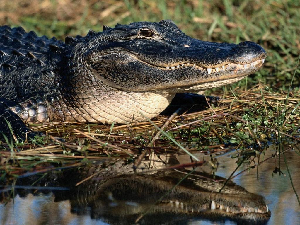 обои Крокодил у воды фото