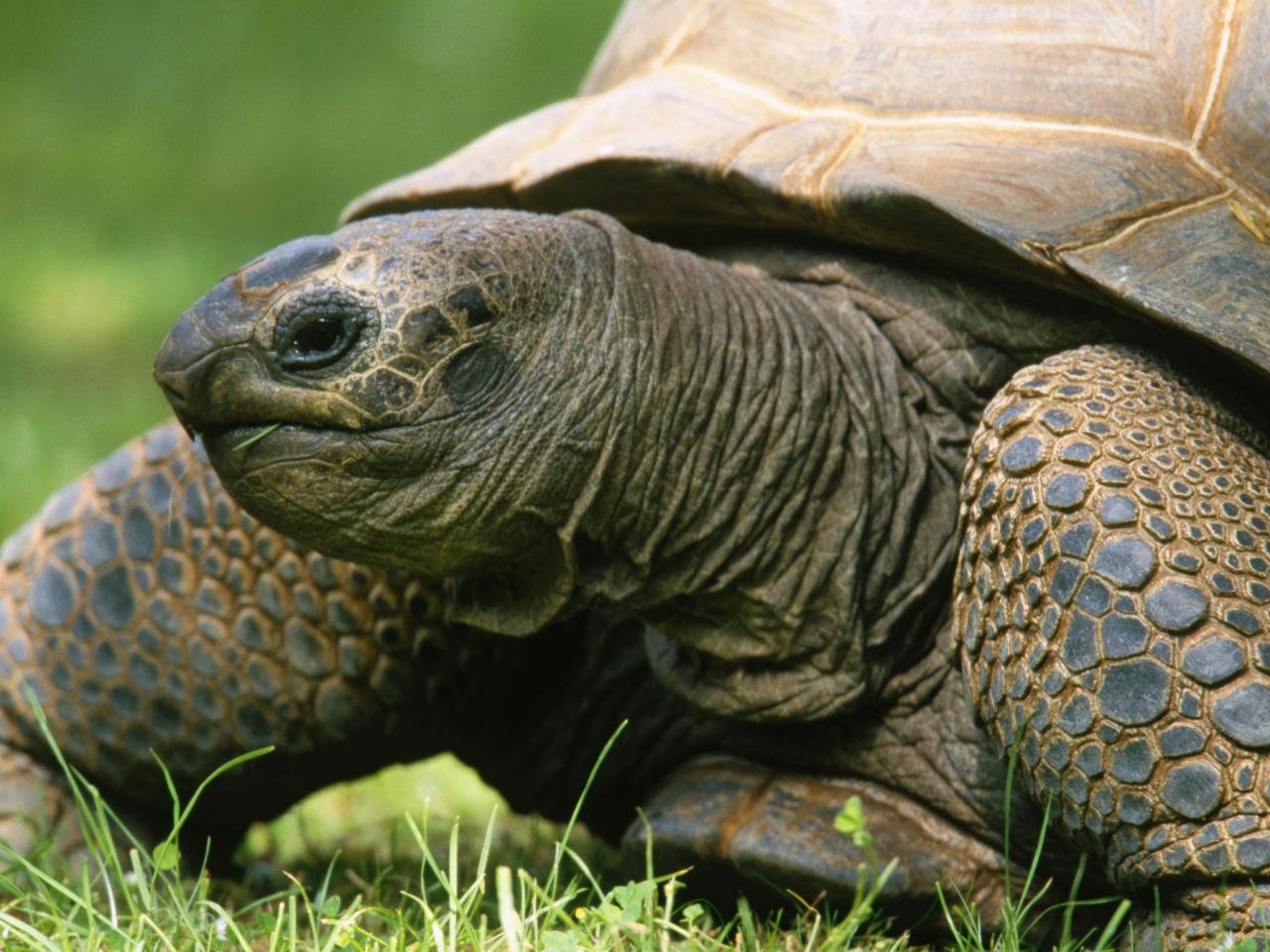 обои Aldabran Tortoise фото