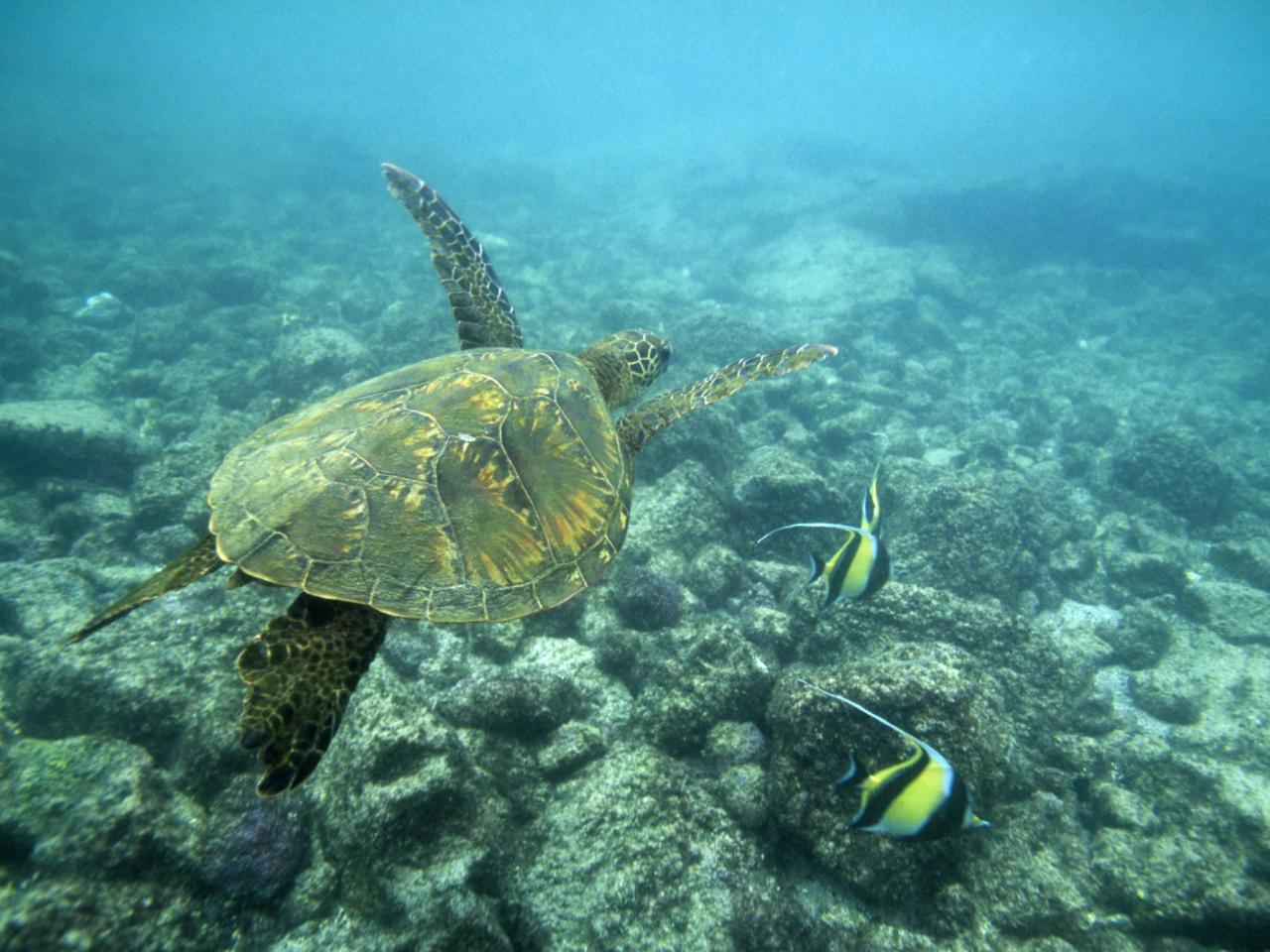 обои Green Sea Turtle, Big Island, Hawaii фото