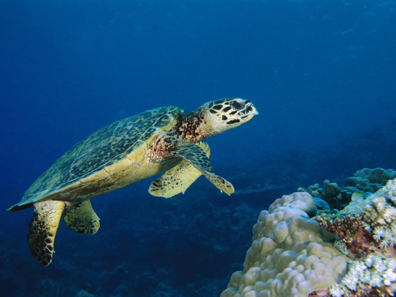 обои Hawksbill Turtle, Malaysia фото