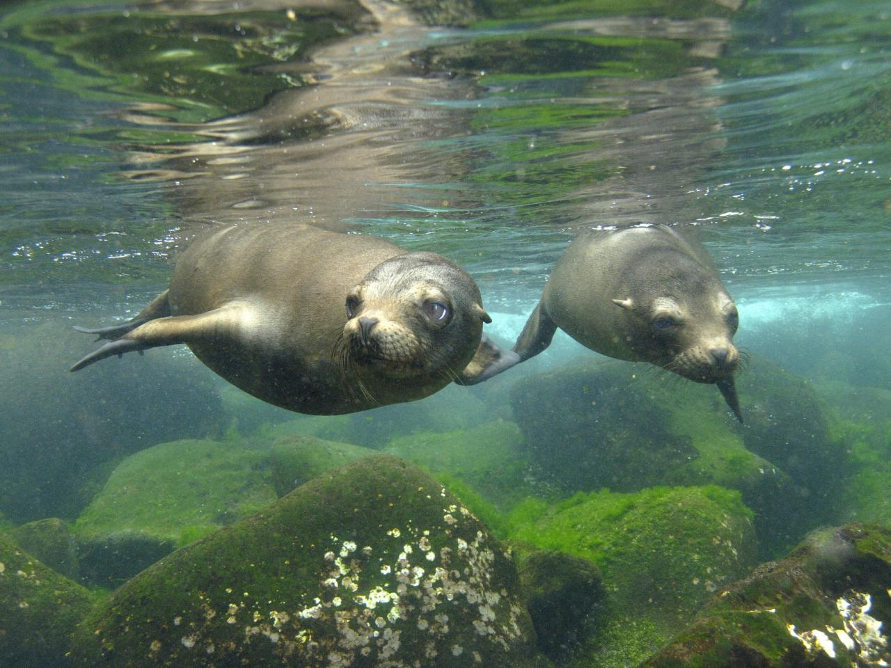 обои Galapagos Sea Lion Pair, Hood Island, Galapagos Islands, Ecuador фото