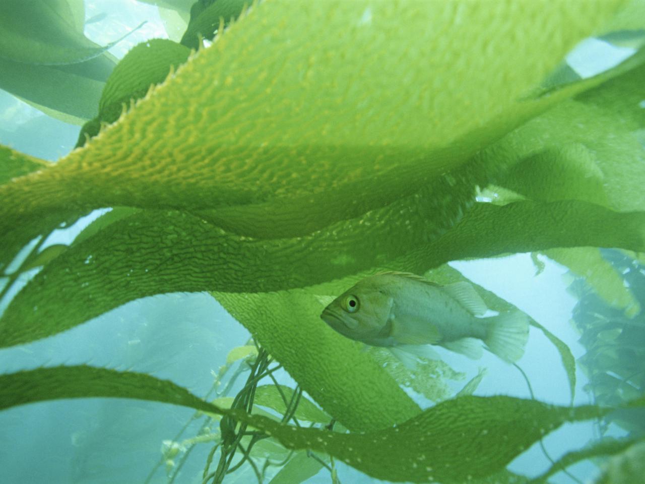 обои Island Kelpfish фото