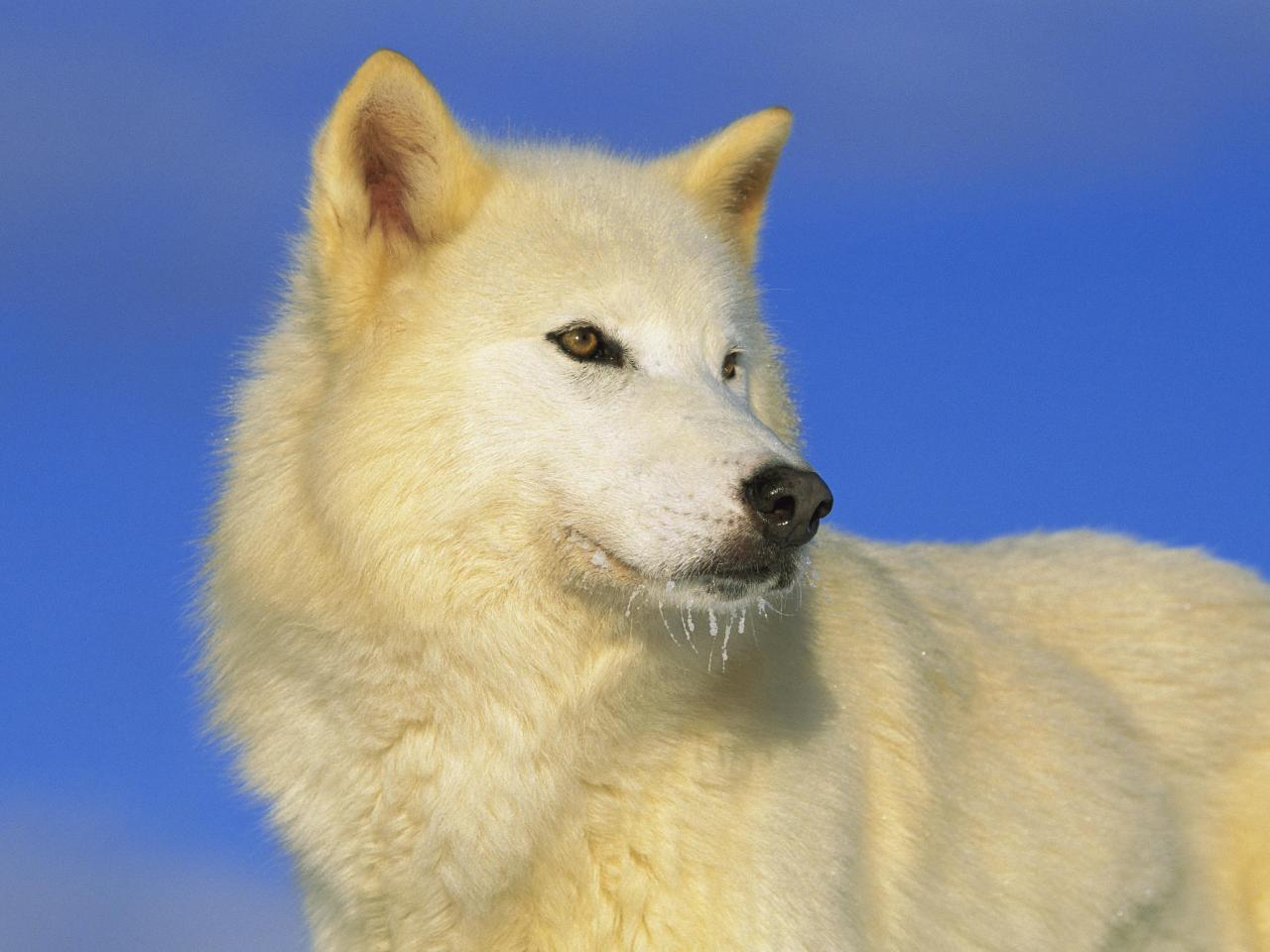 обои Arctic Wolf, Idaho фото