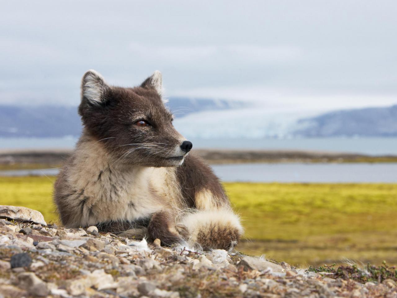 обои Female Arctic Fox, Svalbard, Norway фото