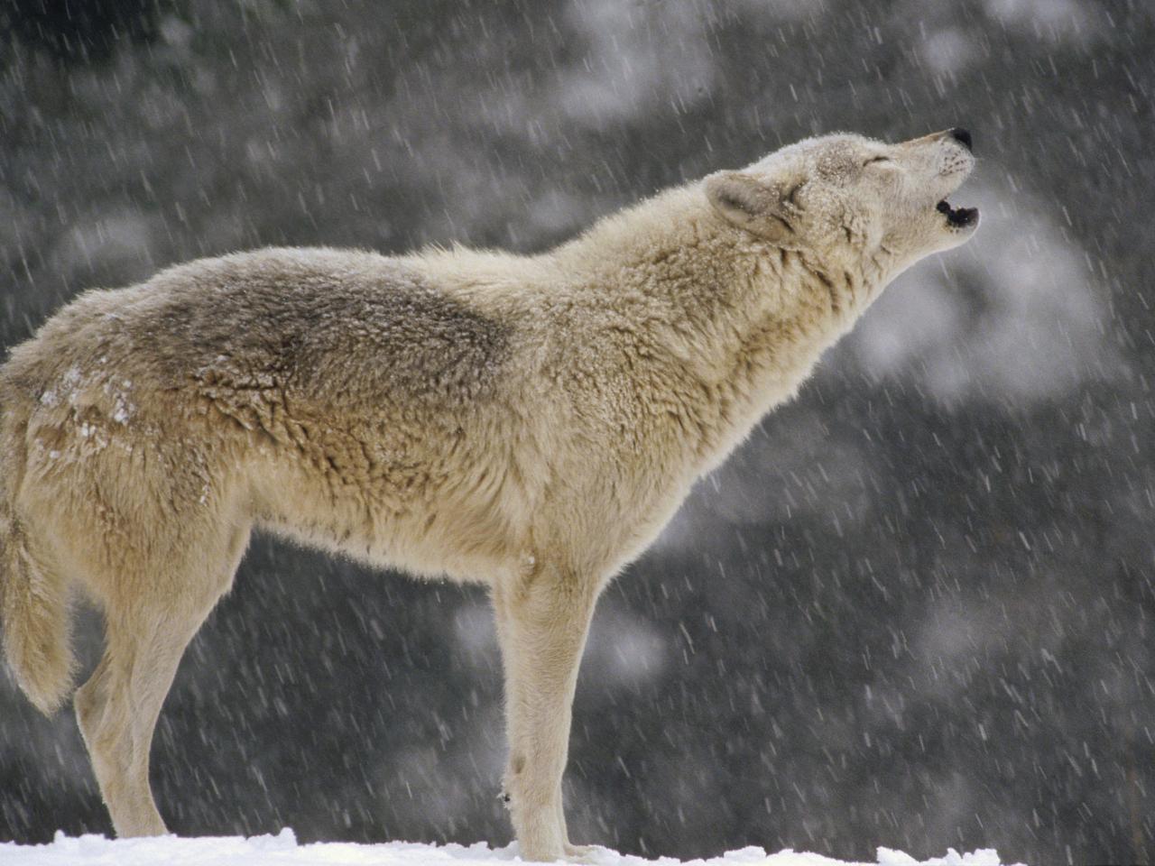 обои Female Timber Wolf Howling фото