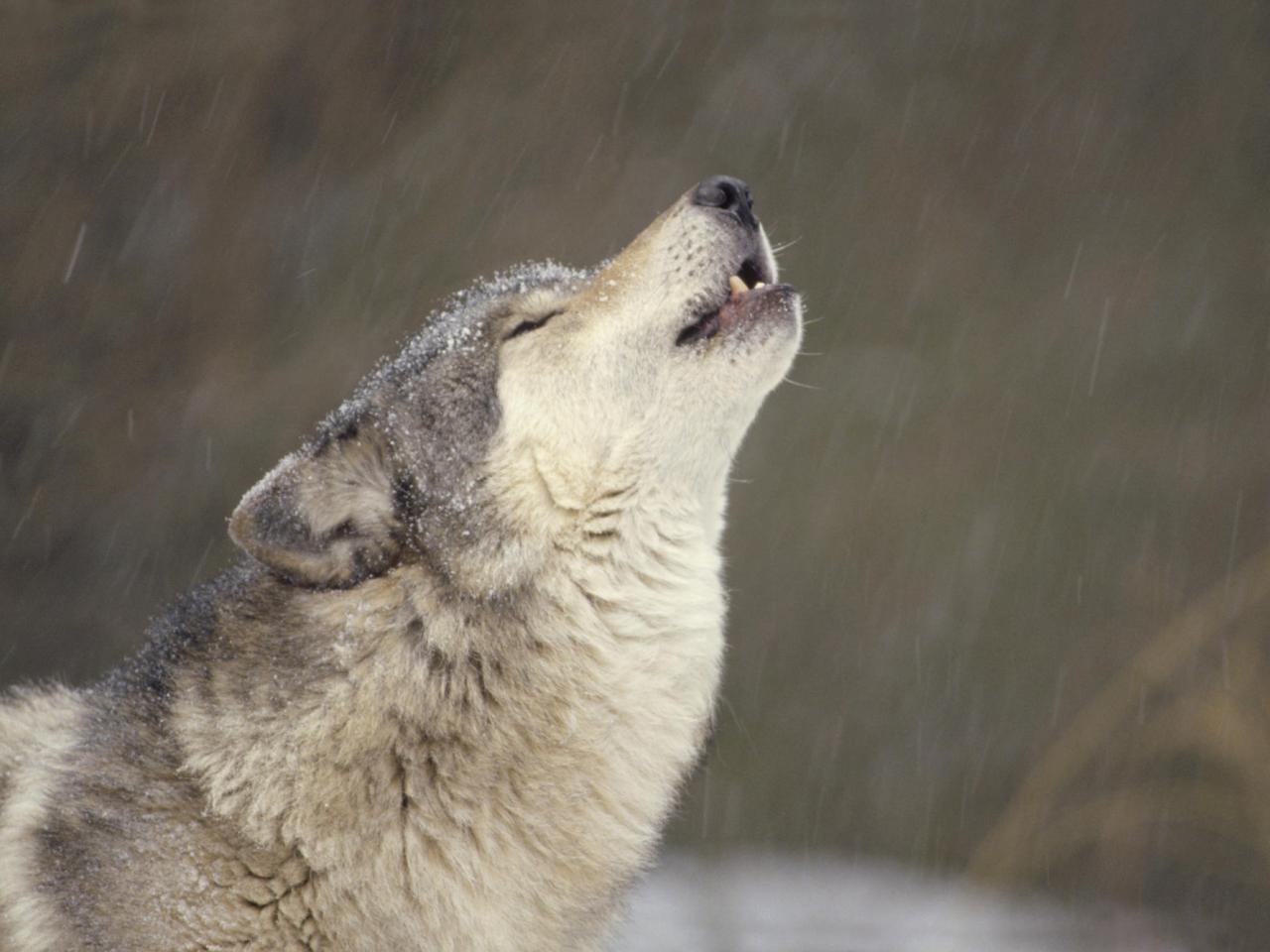 обои Howling Timber Wolf, Temperate North America фото