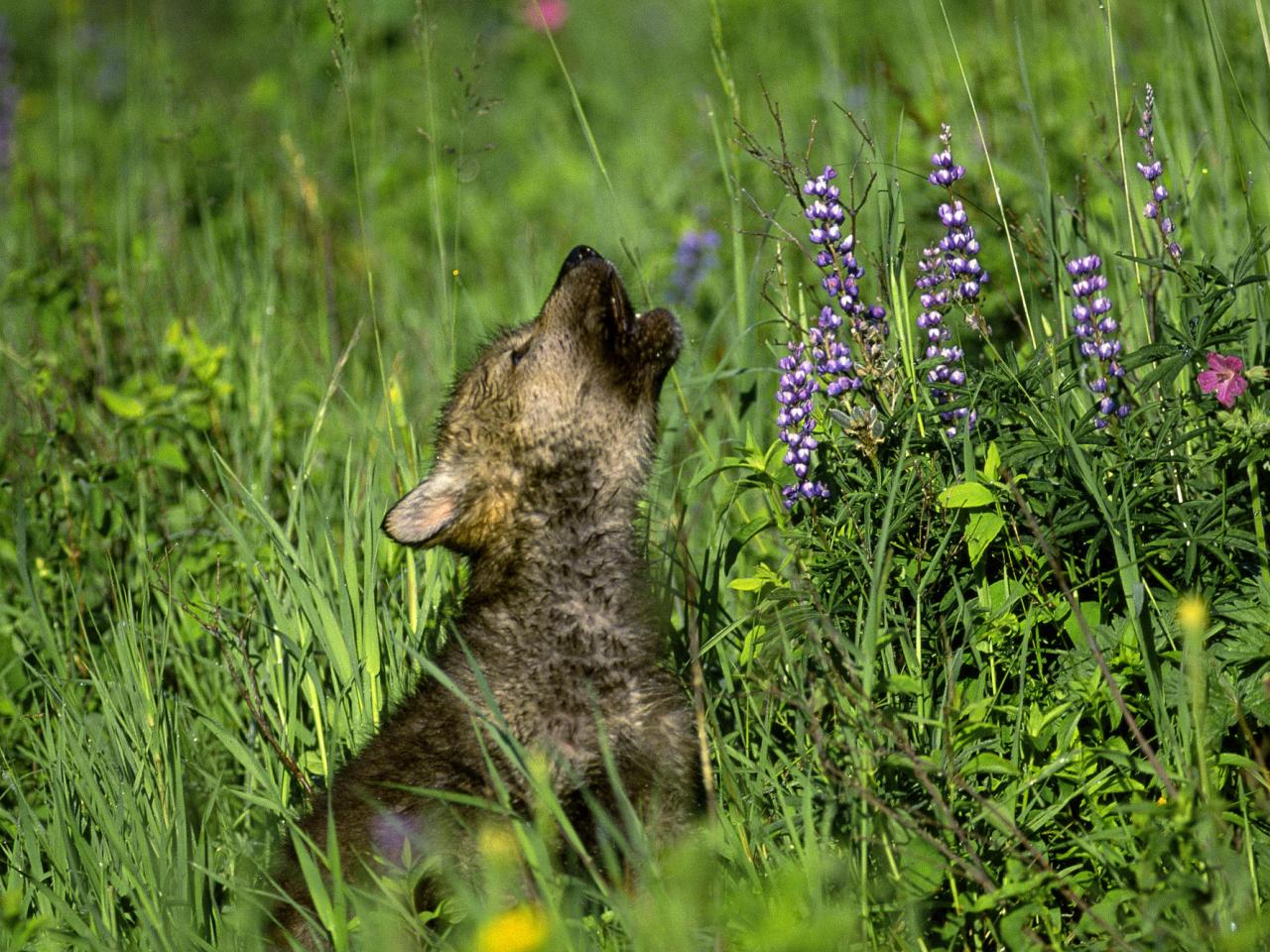 обои Wolf Cub фото