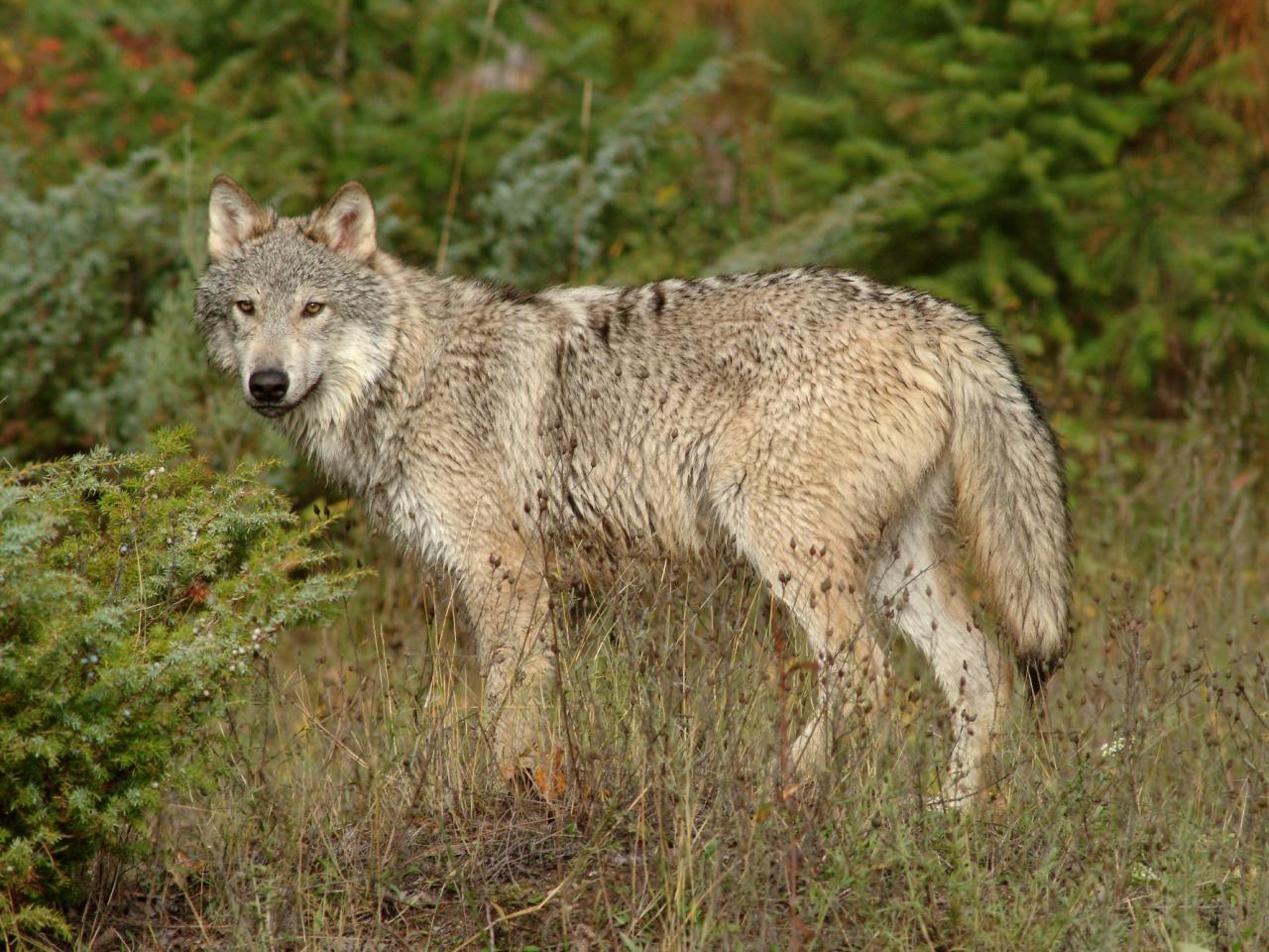 обои Wolf in Clearing, Montana фото