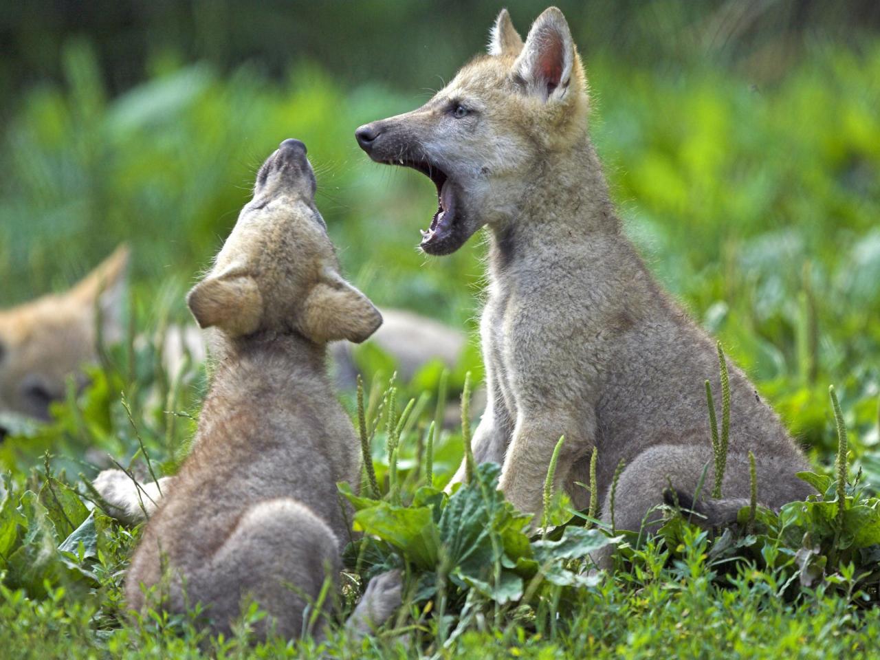 обои Young Wolf Cubs фото