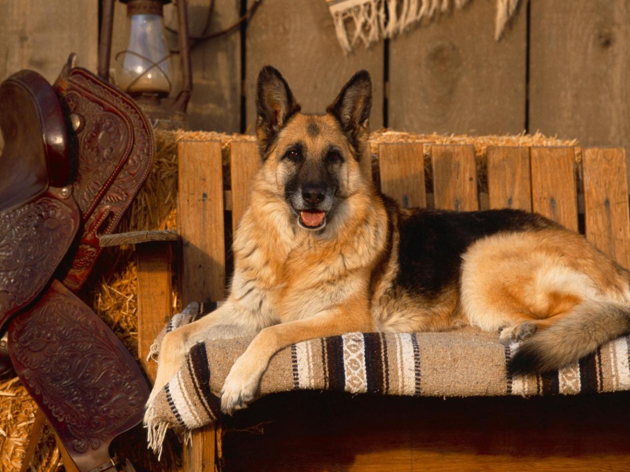 обои Country Canine, German Shepherd фото