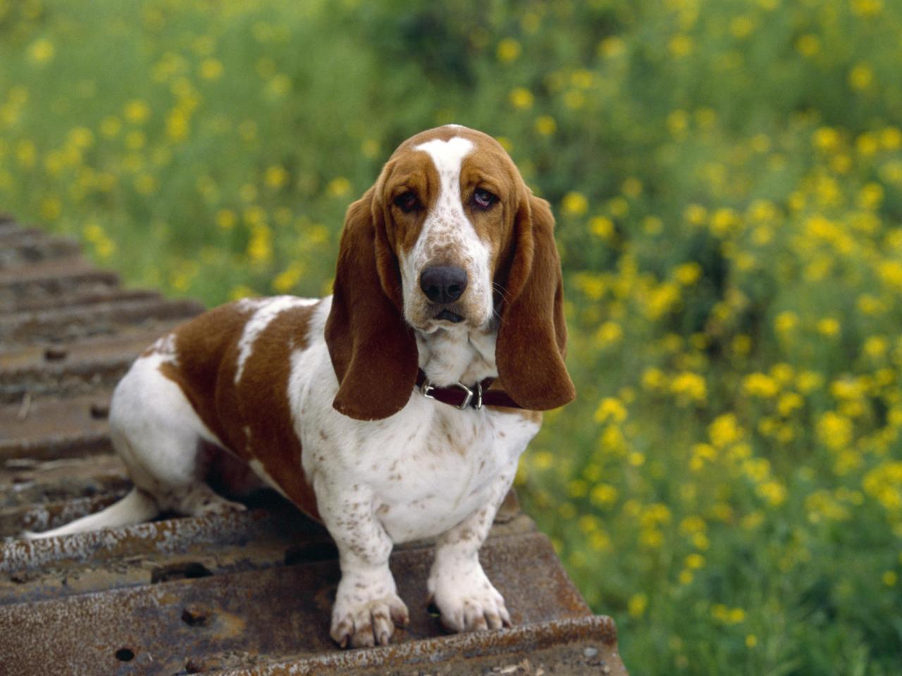 обои Basset Hound фото