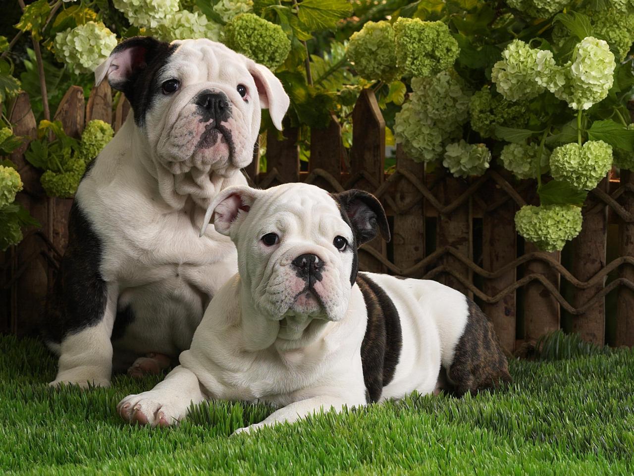 обои Bulldog Puppies фото