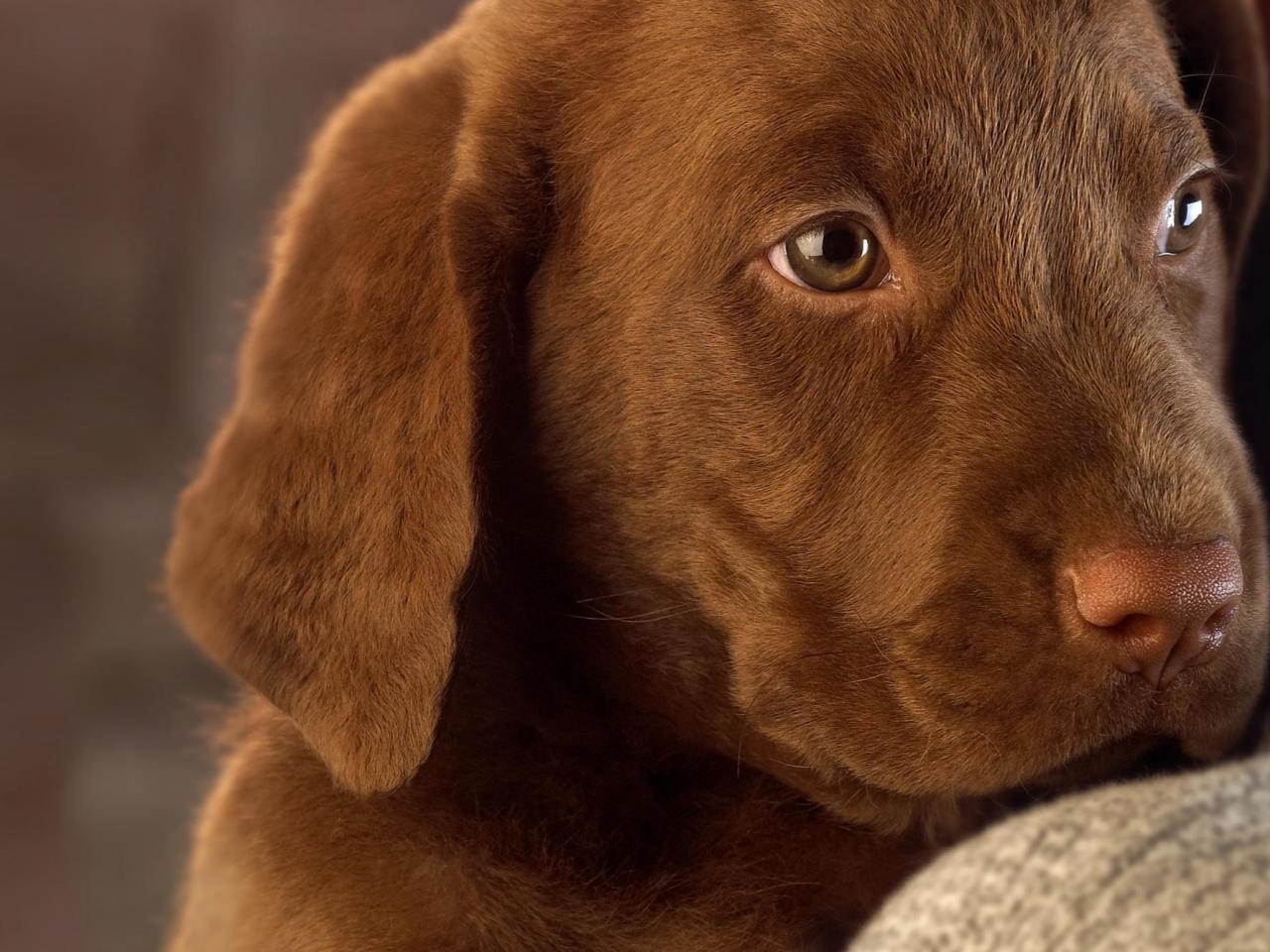 обои Chocolate Lab Puppy фото