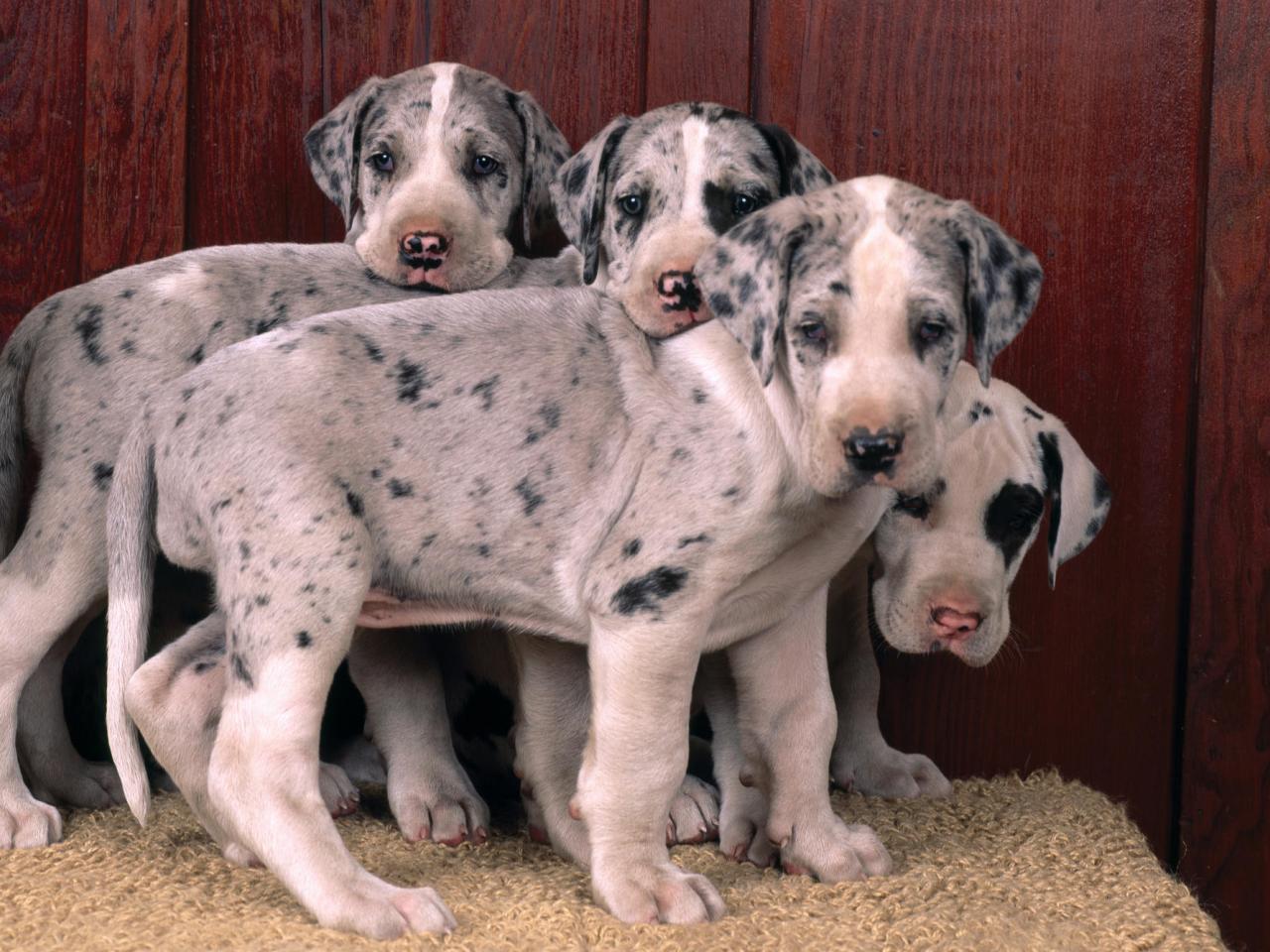 обои Harlequin Great Danes фото