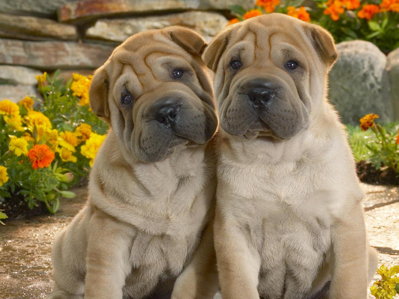 обои Shar-Pei Pups фото