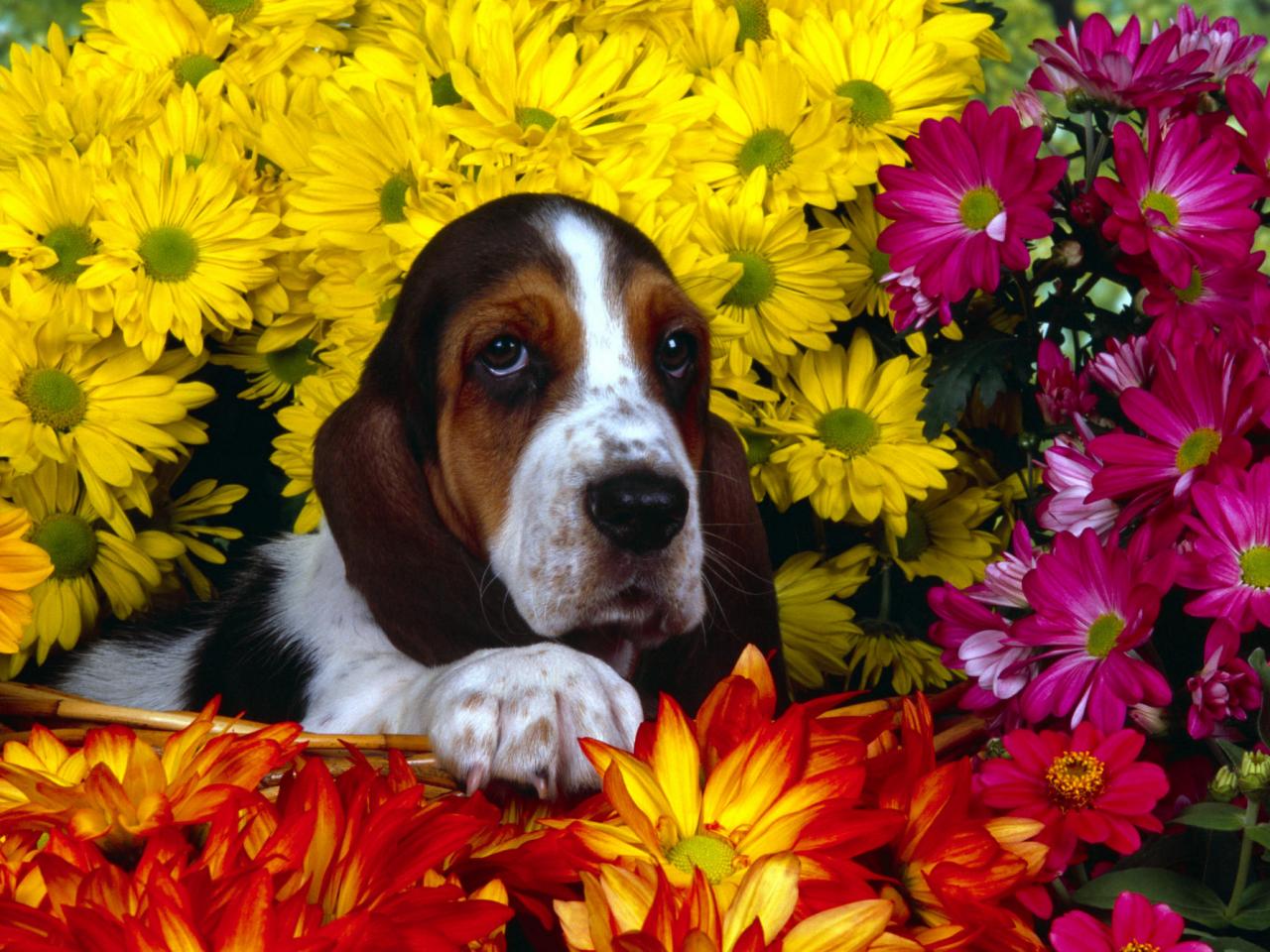 обои Spring Scents, Basset Hound фото