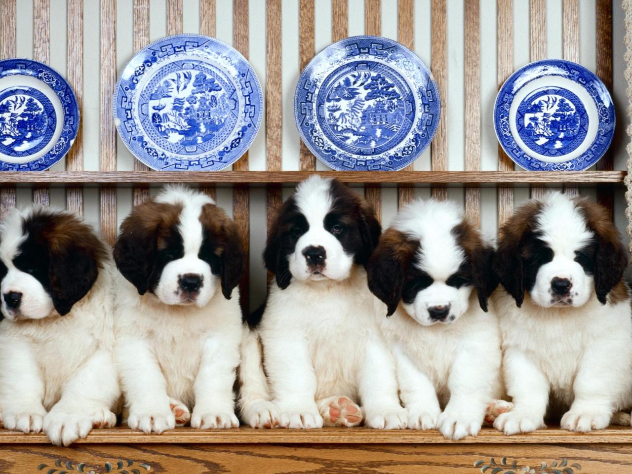 обои St. Bernard Puppies фото