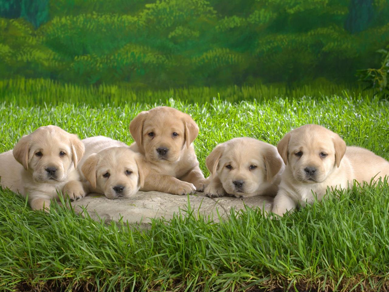 обои Young Lab Puppies фото