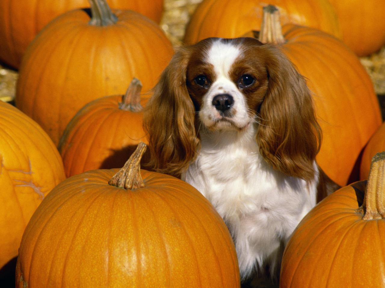 обои Cavalier King Charles Spaniel фото