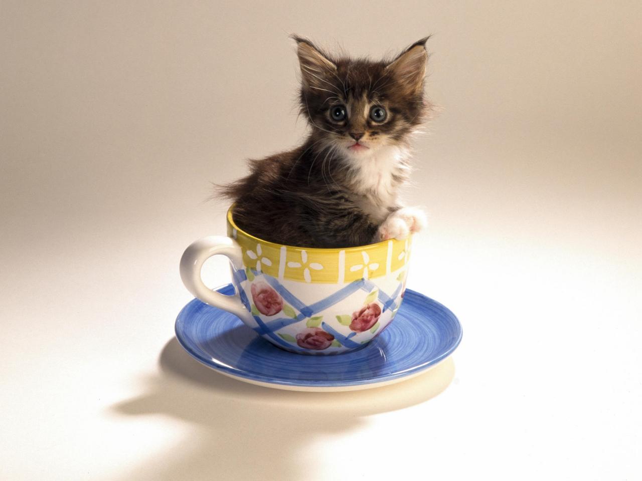 обои Cup-O-Kitten фото