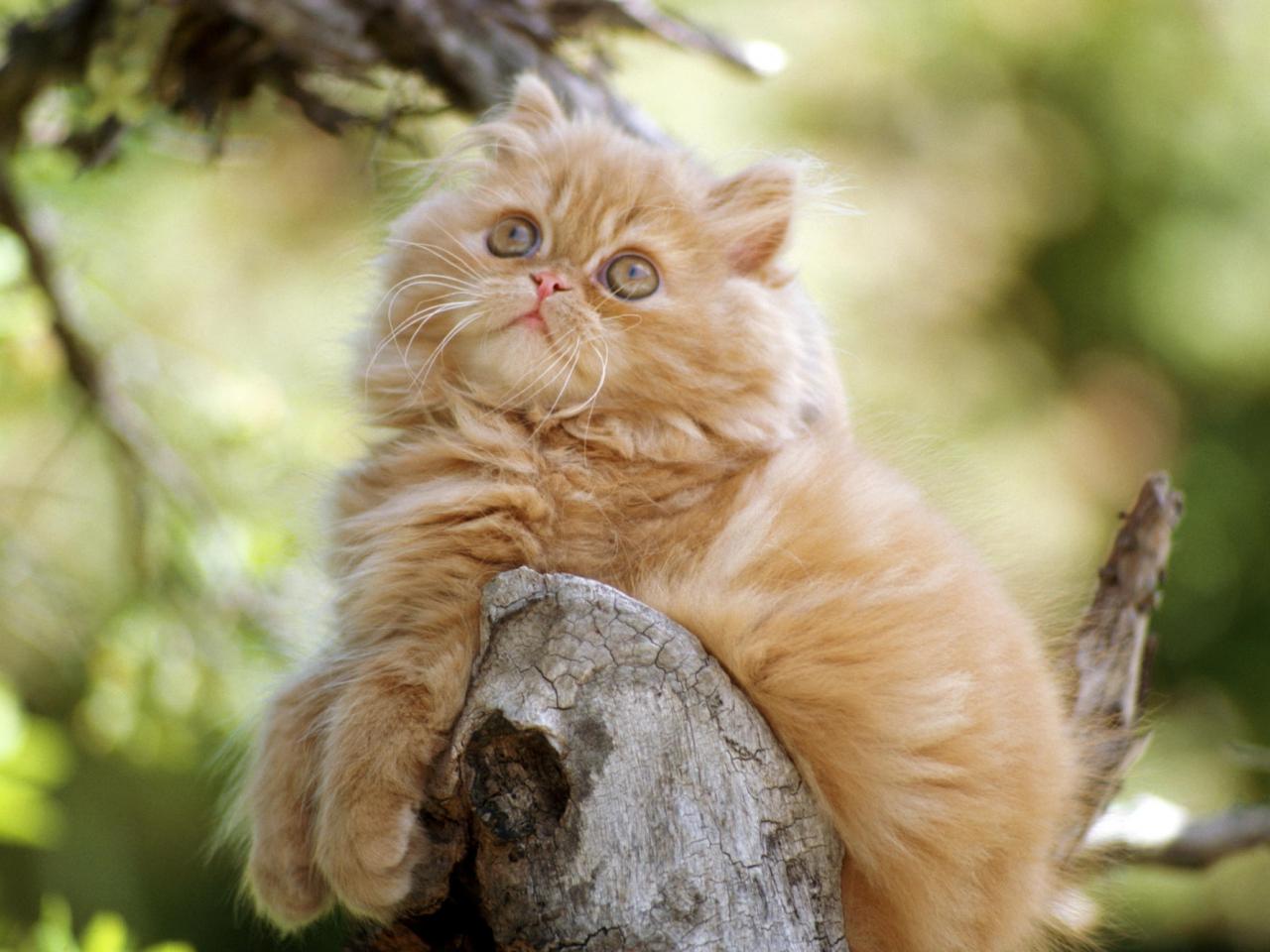 обои Orange Persian Kitten фото