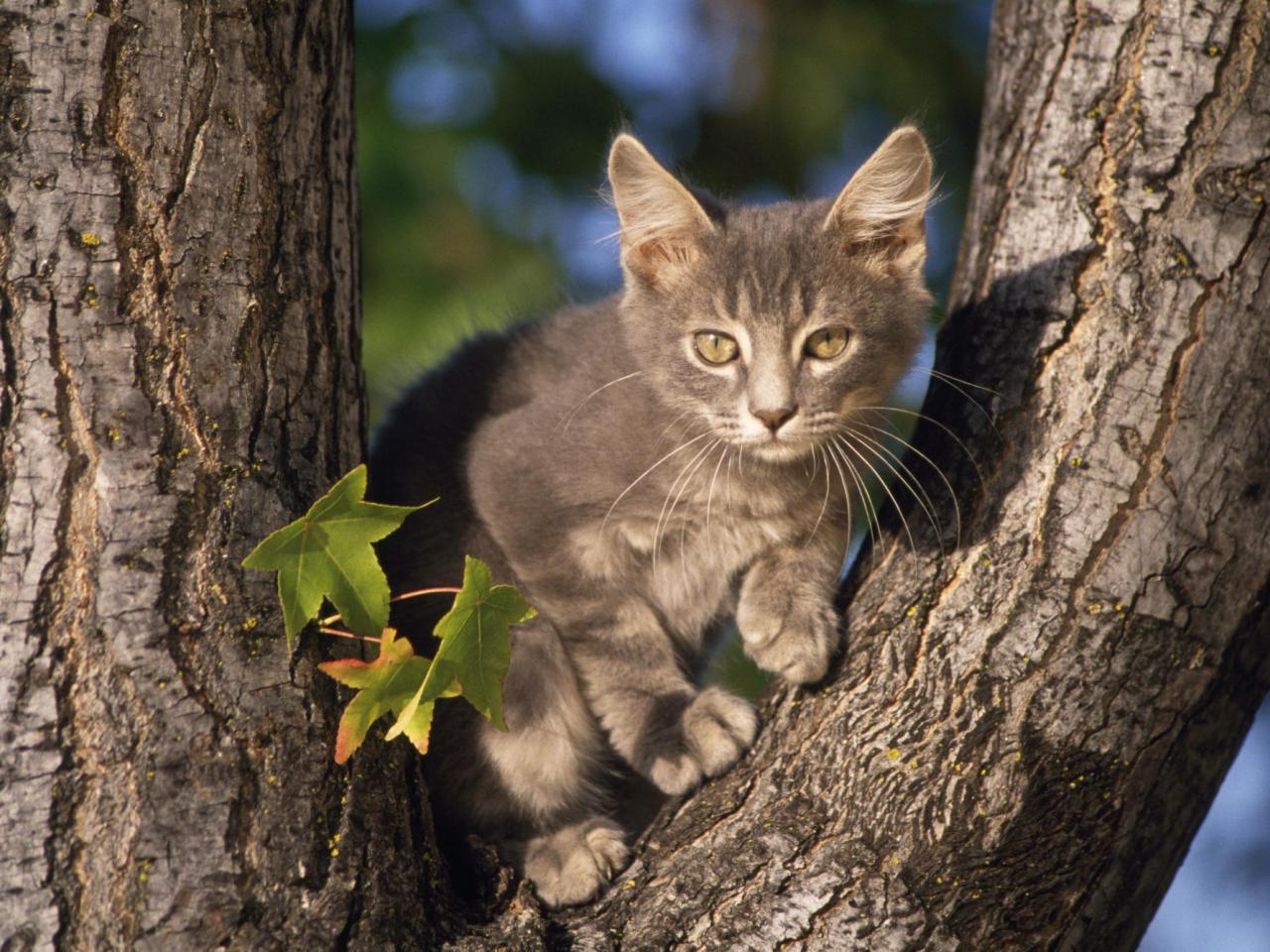 обои Perched, Gray Domestic Shorthair фото