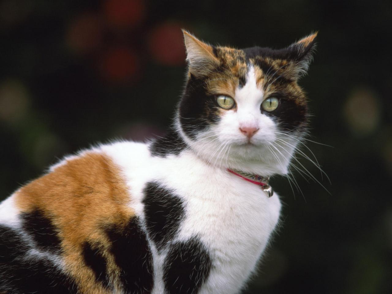 обои Portrait of Monica, Calico фото