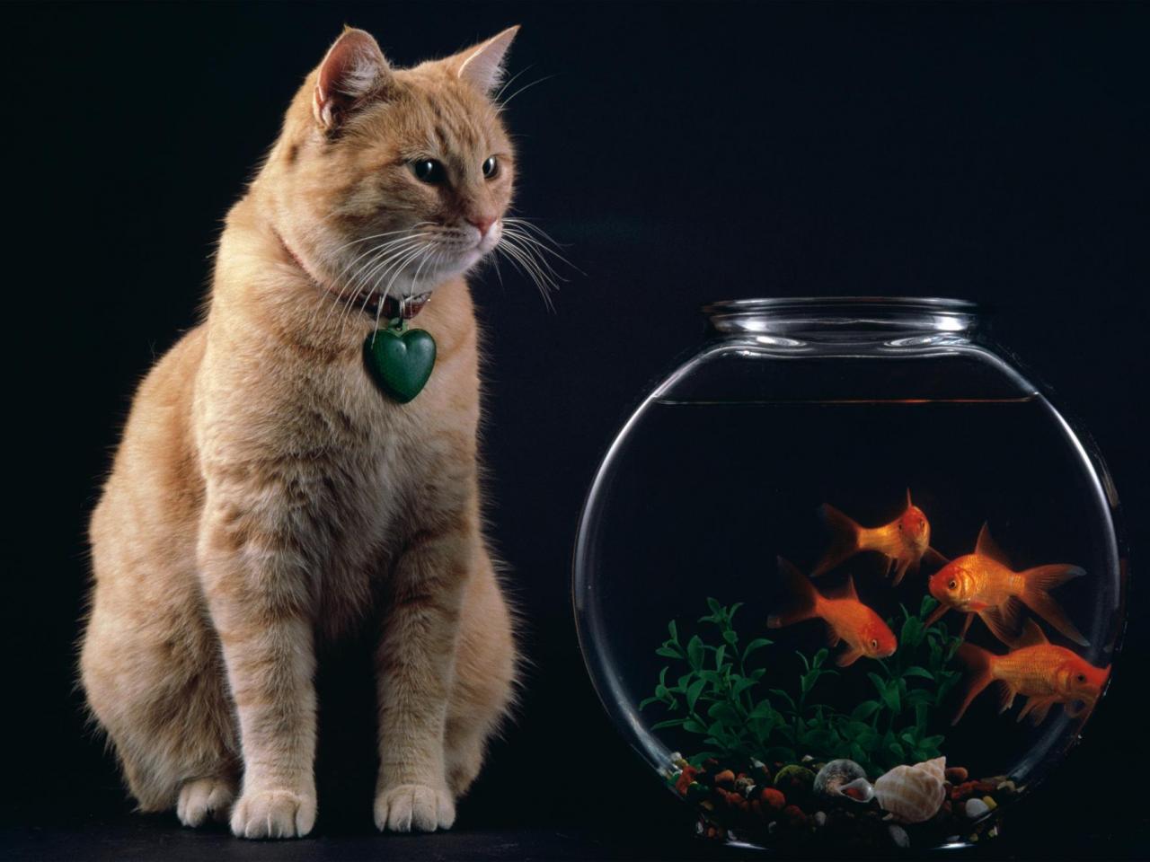 обои Кот и рыбки фото