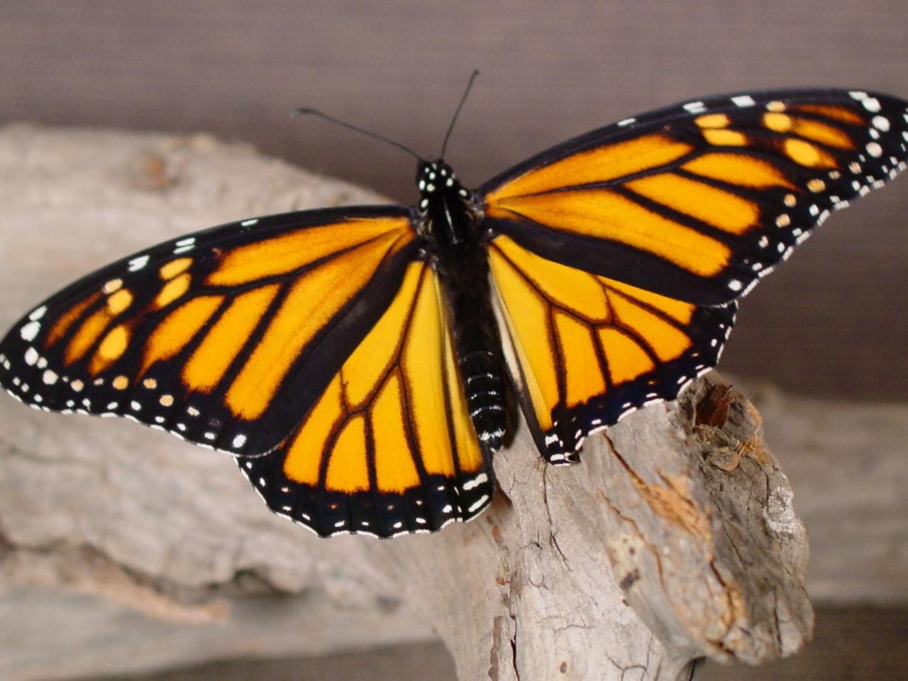 обои Butterfly repose фото