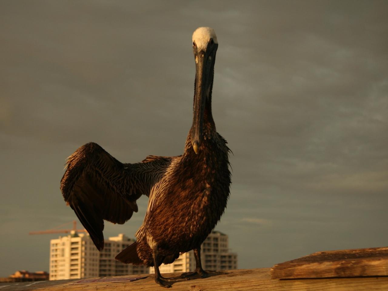 обои Hello pelican фото