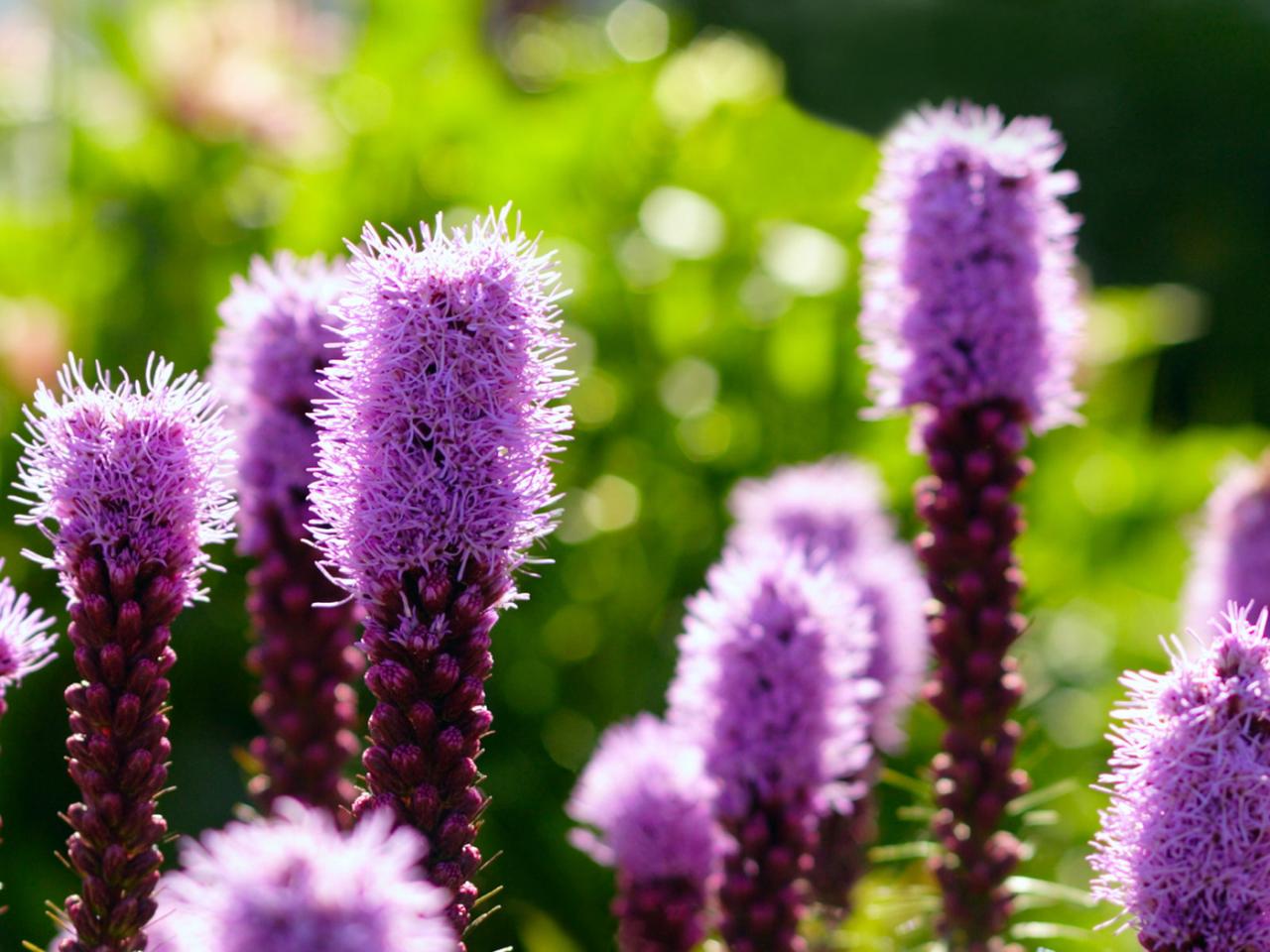 обои Purple liatris фото