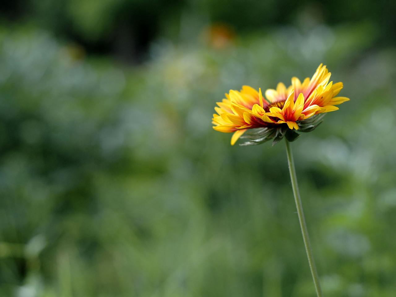 обои Alone in the park фото