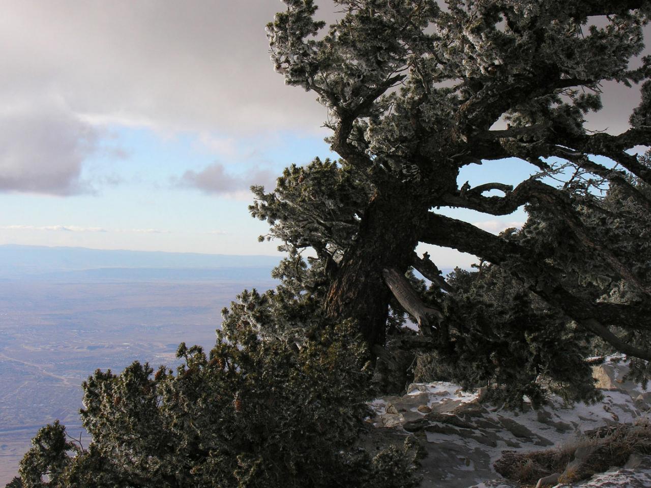 обои Winds haped mountain pine фото