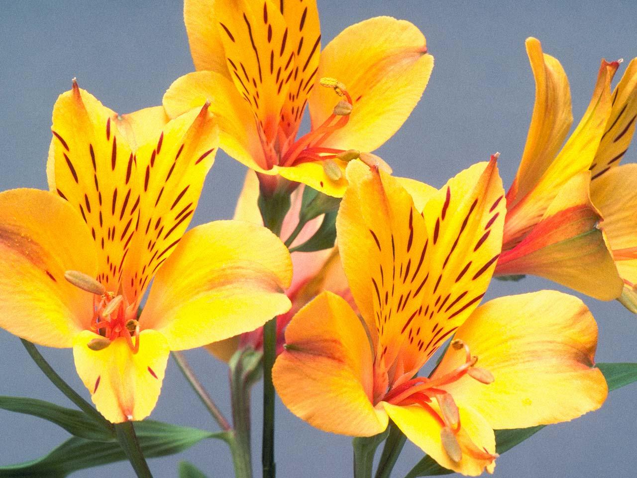 обои Цветок - alstroemeria фото