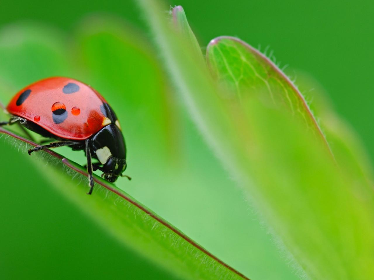 обои Ladybug on leaf фото