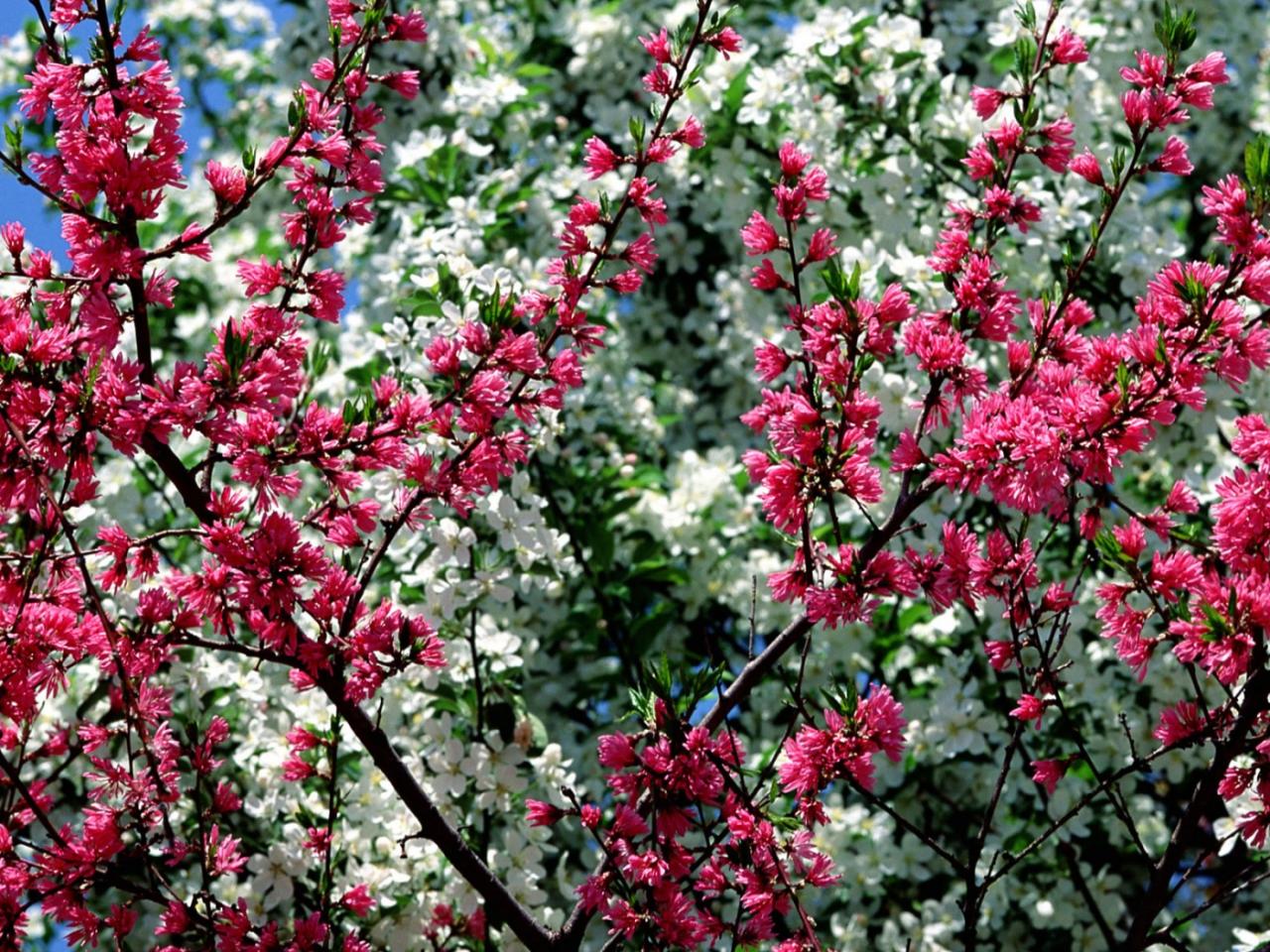 обои Spring in Flower фото