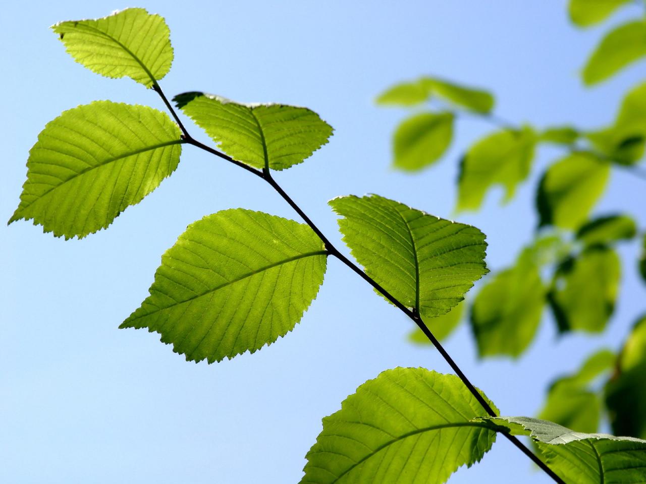 обои Листья на солнце фото