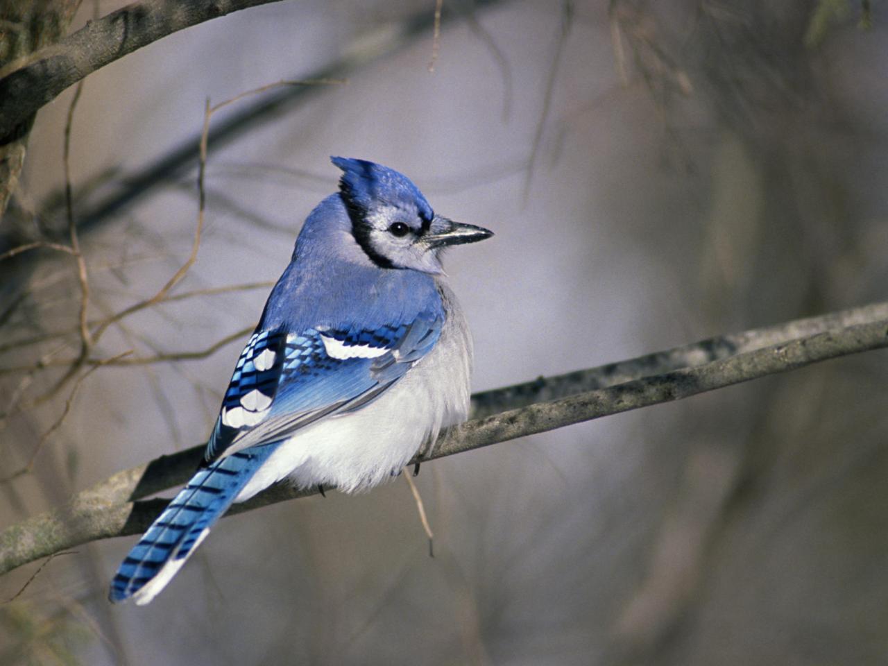 обои Blue Jay фото