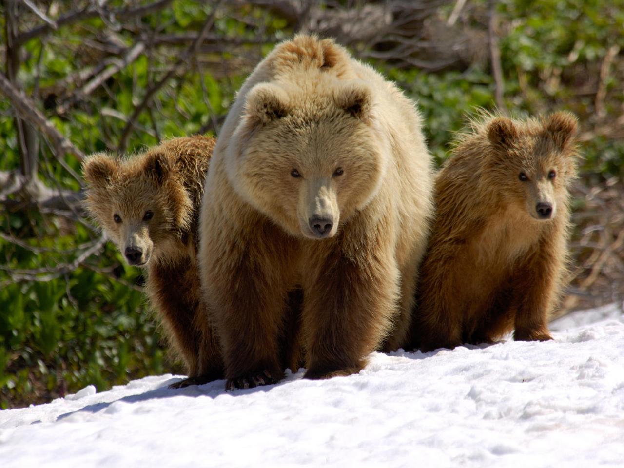 обои Mother and Cubs, Valley of the Geysers, Kronotsky Zapovednik, Russia фото