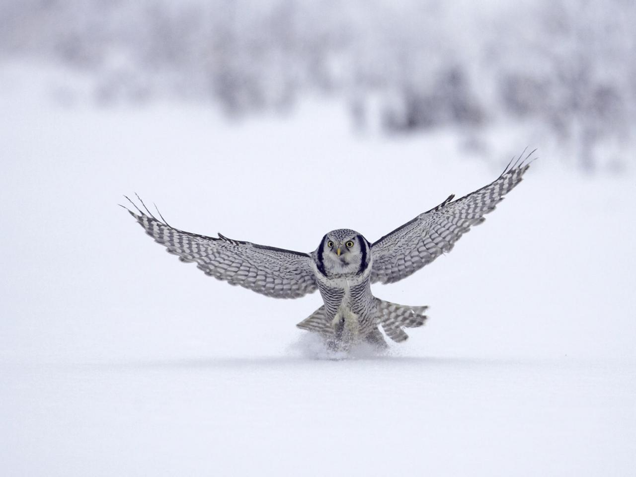 обои Northern Hawk Owl, Finland фото