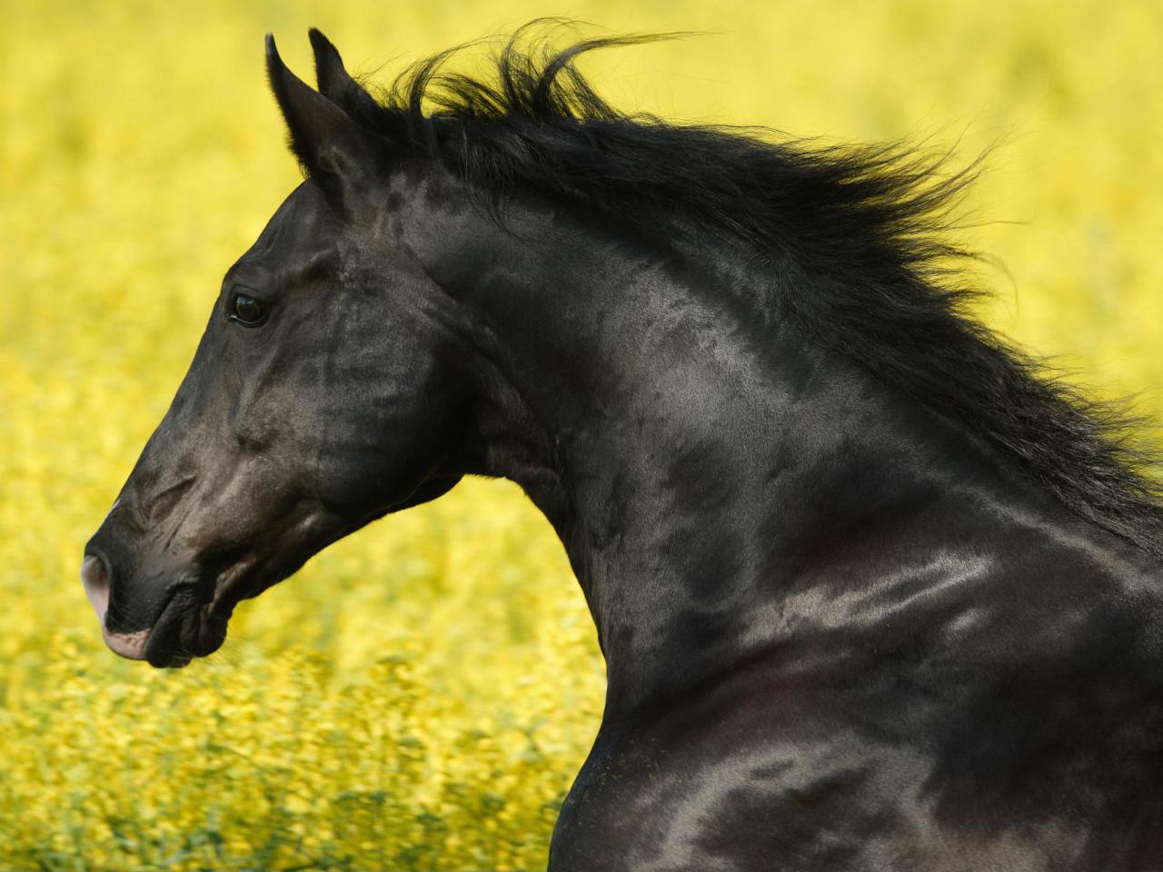 обои Portrait of a Friesian фото