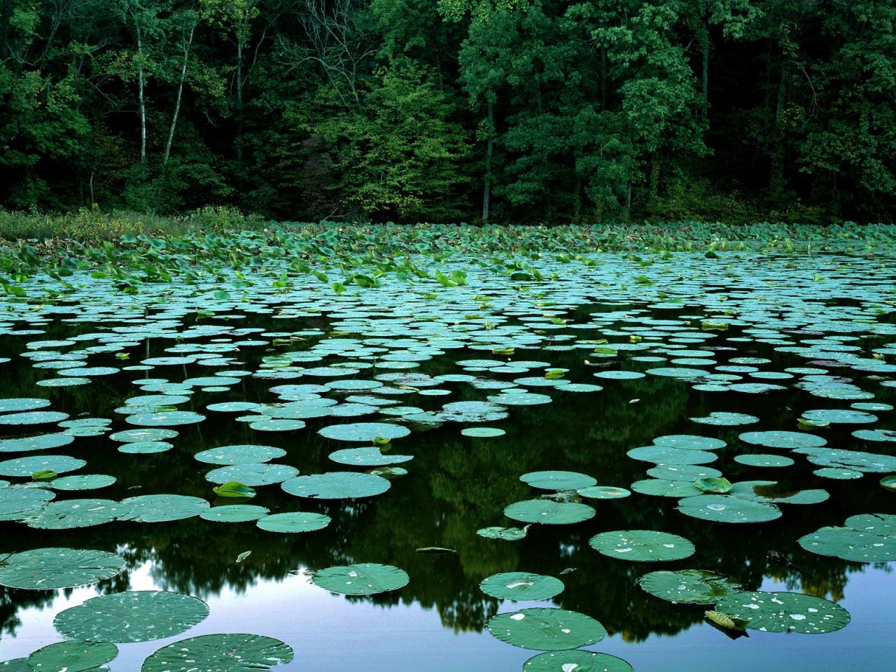 обои Lake Murphysboro State Park фото