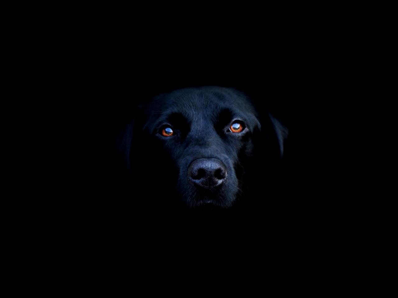 обои Black lab фото