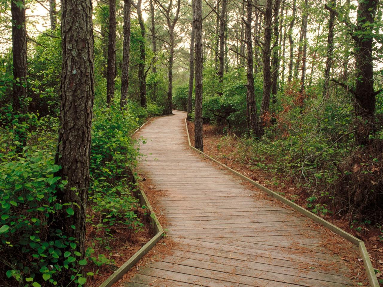 обои Life of the Forest Trail фото