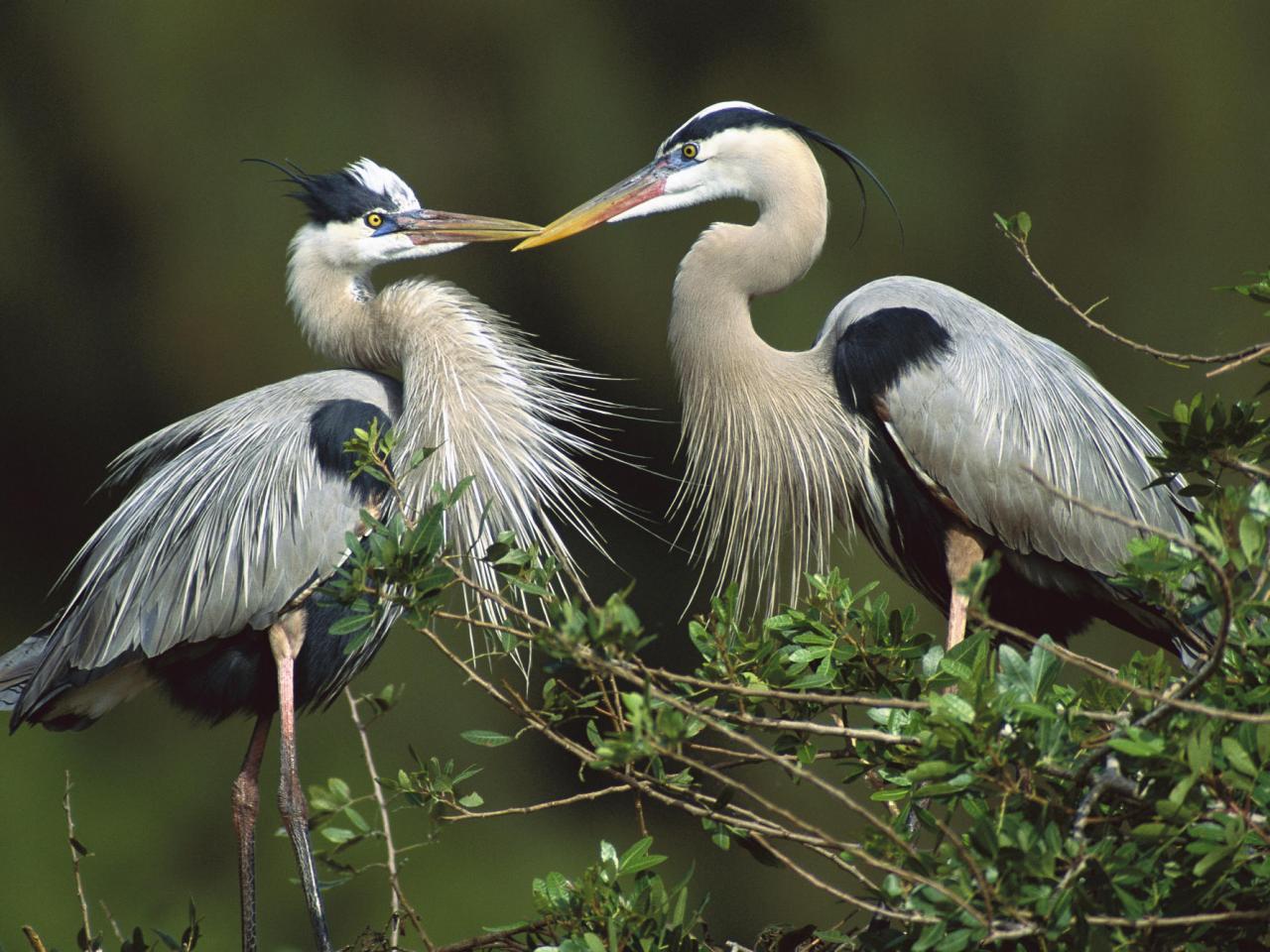 обои Great Blue Herons, Florida фото